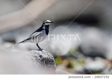 Bakkery Bakkery 28607292