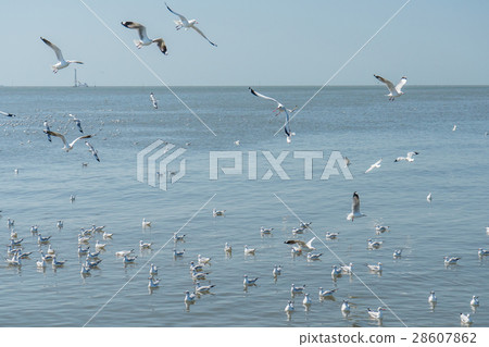 Flying Seagulls with Clear Sky at Mangrove Forest  28607862