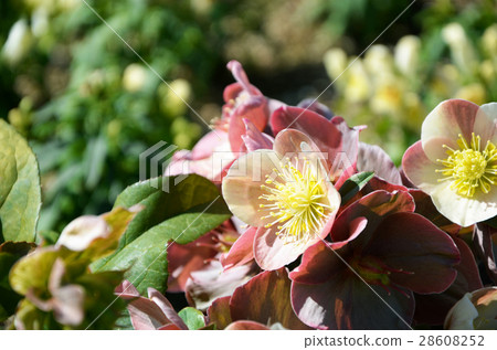 在花園裡景觀 在花園裡景觀 28608252