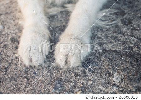 Dog foot 28608318