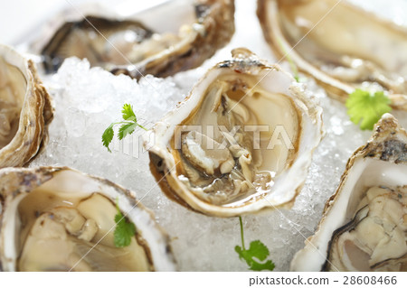 Fresh oysters platter served in ice Fresh oysters platter served in ice 28608466