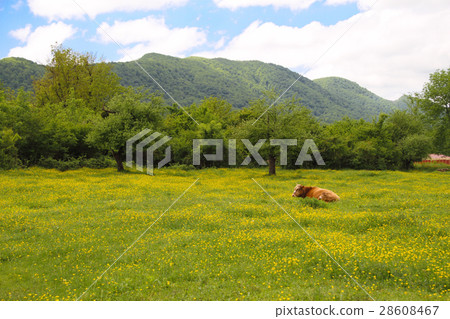 Brown Swiss Cow on the spring field 28608467