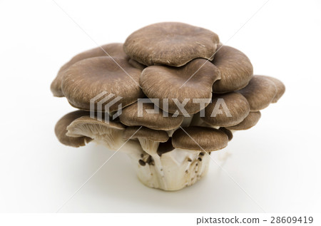 牡蠣蘑菇 28609419