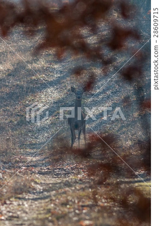 Female red deer portrait on the forest 28609715