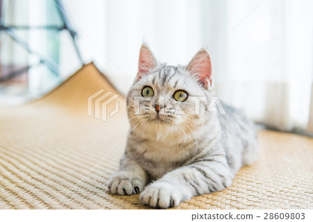 Beautiful cat looking Beautiful cat looking 28609803