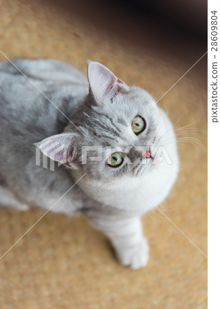 Beautiful cat looking 28609804