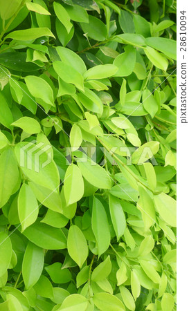 green leaf background green leaf background 28610094