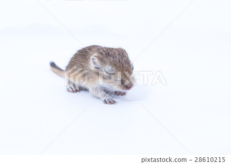 Litter Mongolian gerbil, Desert Rat 28610215