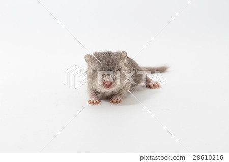 Litter Mongolian gerbil, Desert Rat Litter Mongolian gerbil, Desert Rat 28610216
