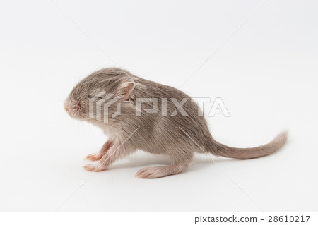 Litter Mongolian gerbil, Desert Rat Litter Mongolian gerbil, Desert Rat 28610217
