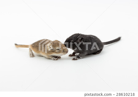 Litter Mongolian gerbil, Desert Rat Litter Mongolian gerbil, Desert Rat 28610218