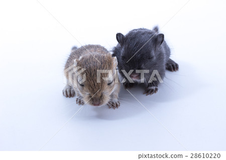 Litter Mongolian gerbil, Desert Rat Litter Mongolian gerbil, Desert Rat 28610220