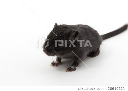 Litter Mongolian gerbil, Desert Rat Litter Mongolian gerbil, Desert Rat 28610221