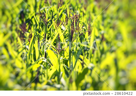 Green corn field. Green corn field. 28610422
