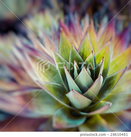 Endemic plant from Mount Roraima in Venezuela Endemic plant from Mount Roraima in Venezuela 28610481