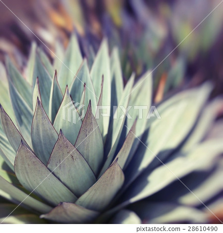 Aloe vera plants, tropical green plants 28610490