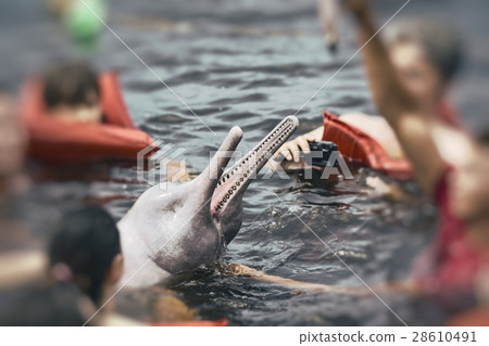 People feeding the famous Pink Dolphin (Boto Rosa) 28610491
