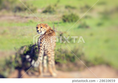 A cheetah on the Masai Mara National Reserve A cheetah on the Masai Mara National Reserve 28610659