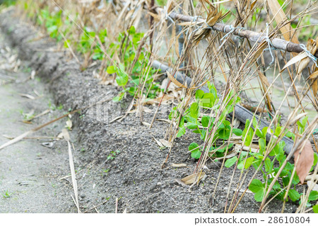 Some beans seedlings planted in the winter season in front of the green peas system 28610804