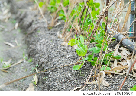 Some beans seedlings planted in the winter season in front of the green peas system 28610807