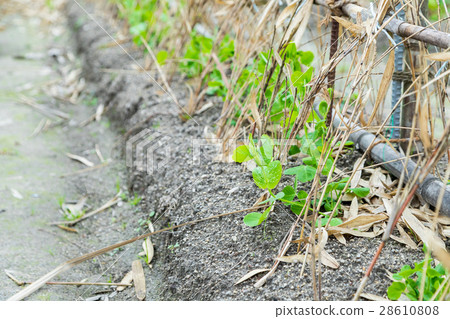 Some beans seedlings planted in the winter season in front of the green peas system 28610808