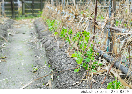 Some beans seedlings planted in the winter season in front of the green peas system 28610809