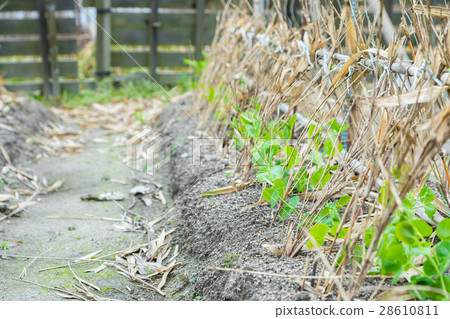 Some beans seedlings planted in the winter season in front of the green peas system 28610811