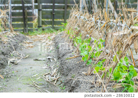 Some beans seedlings planted in the winter season in front of the green peas system Some beans seedlings planted in the winter season in front of the green peas system 28610812
