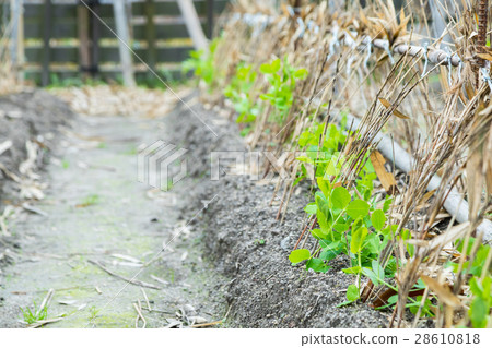 Some beans seedlings planted in the winter season in front of the green peas system 28610818