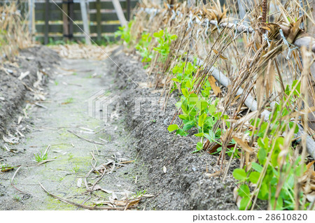 Some beans seedlings planted in the winter season in front of the green peas system 28610820