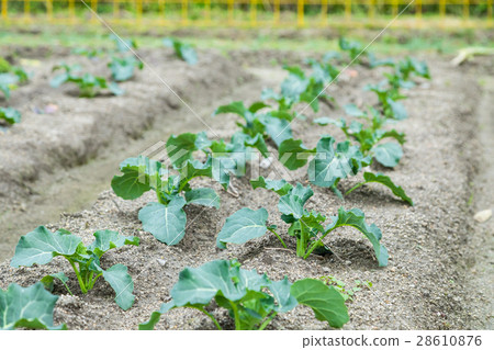 在硬花甘藍農舍菜葉子十字花科的菜冬天 在硬花甘藍農舍菜葉子十字花科的菜冬天 28610876