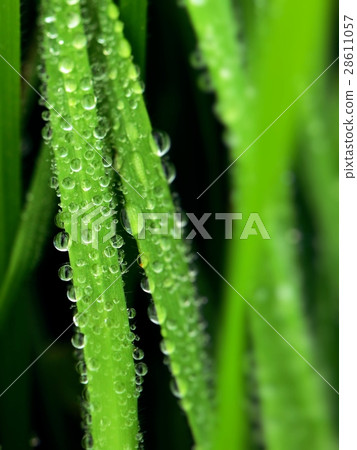 Close up of grass spikes with water drops Close up of grass spikes with water drops 28611057