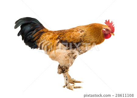 Rooster isolated 28611108