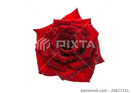 dark red rose with droplets isolated 28611181