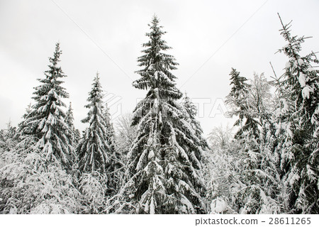 winter landscape of Carpathians 28611265