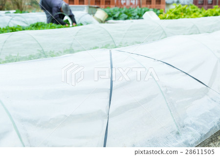 各種菜田農家農業TPP蔬菜冬季蔬菜葉 各種菜田農家農業TPP蔬菜冬季蔬菜葉 28611505