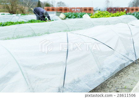 Various vegetable fields Farm house Agriculture TPP vegetables winter Vegetable leaves Various vegetable fields Farm house Agriculture TPP vegetables winter Vegetable leaves 28611506