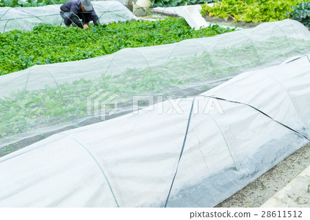 Various vegetable fields Farm house Agriculture TPP vegetables winter Vegetable leaves 28611512
