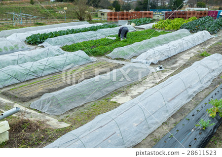 各種菜田農家農業TPP蔬菜冬季蔬菜葉 28611523