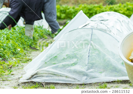 各種菜田農家農業TPP蔬菜冬季蔬菜葉 28611532