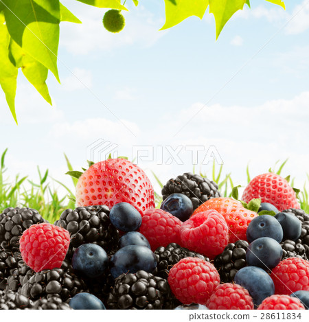 berries berries 28611834