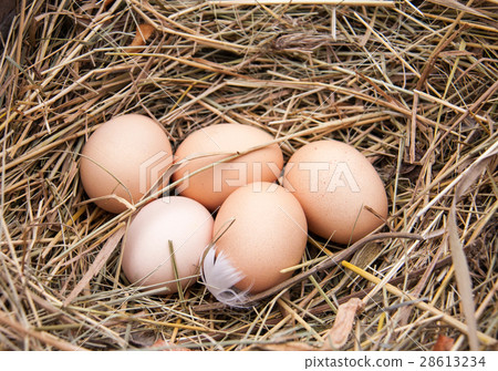 Five chicken eggs lying in the hay 28613234