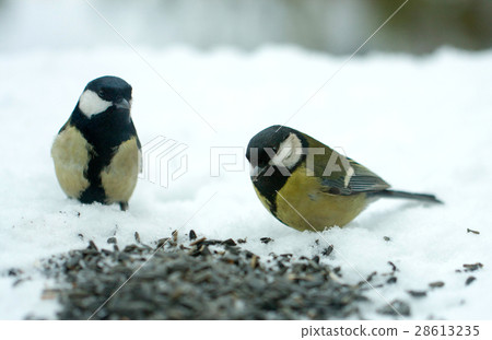 titmouse eats sunflower seeds on the snow in the 28613235