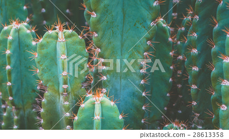 Cactus Family, top shot, close-up barrel cactus Cactus Family, top shot, close-up barrel cactus 28613358