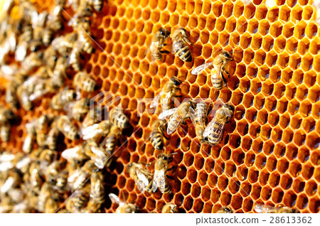 Bees work on honeycomb. Honey cells pattern 28613362