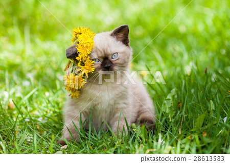 Cute little kitten crowned dandelion chaplet 28613583