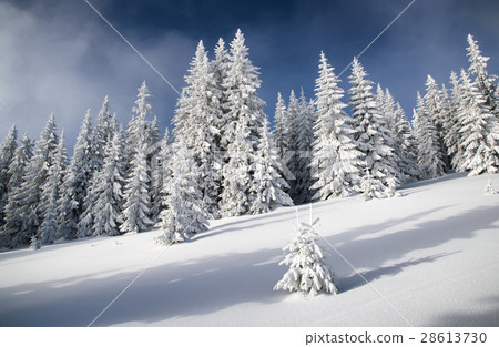 Snowy fir trees and blue sky Snowy fir trees and blue sky 28613730