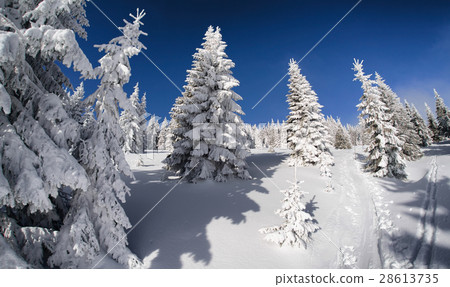 Snowy fir trees and blue sky 28613735