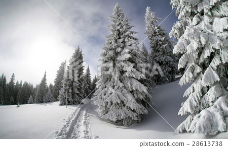 Snowy fir trees and blue sky Snowy fir trees and blue sky 28613738