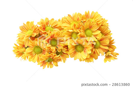 菊花 菊花 28613860